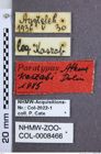 Etikette zu Athous (Orthathous) kaszabi (Dolin, 1986) (NHMW-ZOO-COL-0008466)